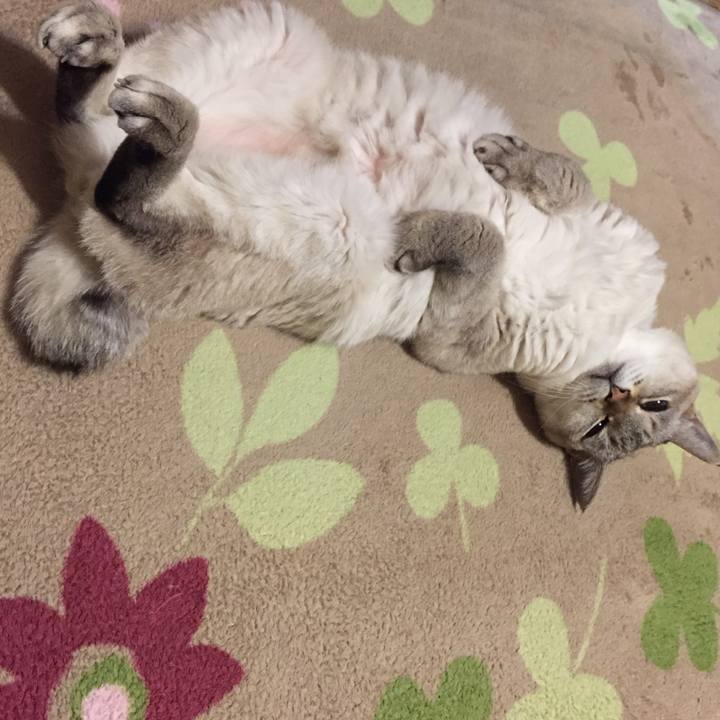 F3869952 edbe 4a26 91cc d41c61f517f0 1544966163226