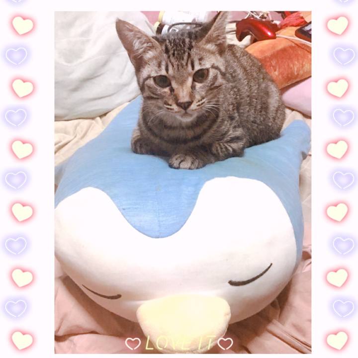 F38b122d 6720 43e8 a21b c5ca9dfe08e5 1540859830261