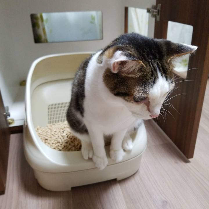 F38b2678 8a2c 450c 9b85 9105e91a87e8 1589966561212