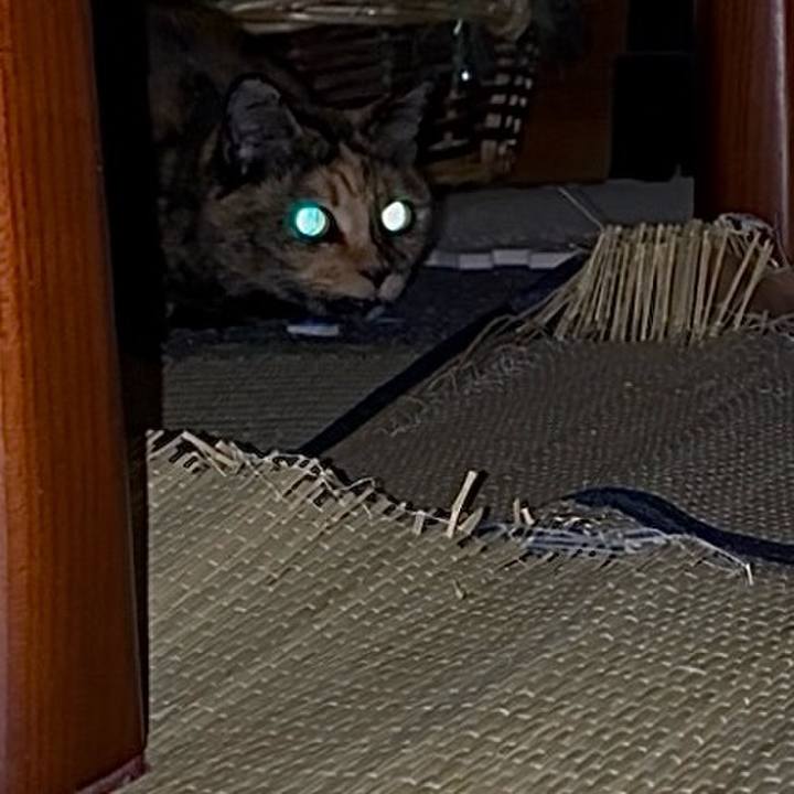 F38bfd64 f69e 40d0 8563 57e2feb18225 1763498557776