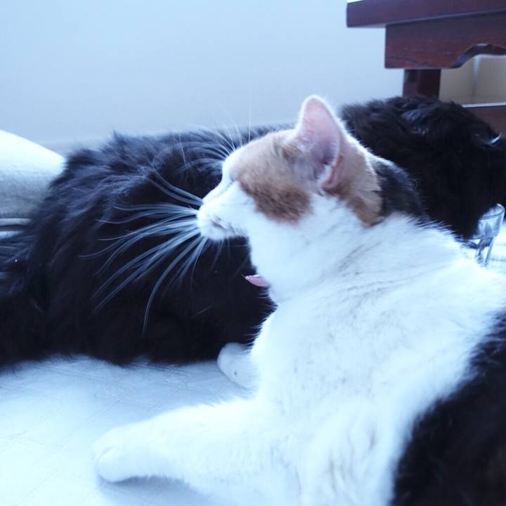 F38f2cc3 463d 4697 9082 b2dd21491e38 1517537834386