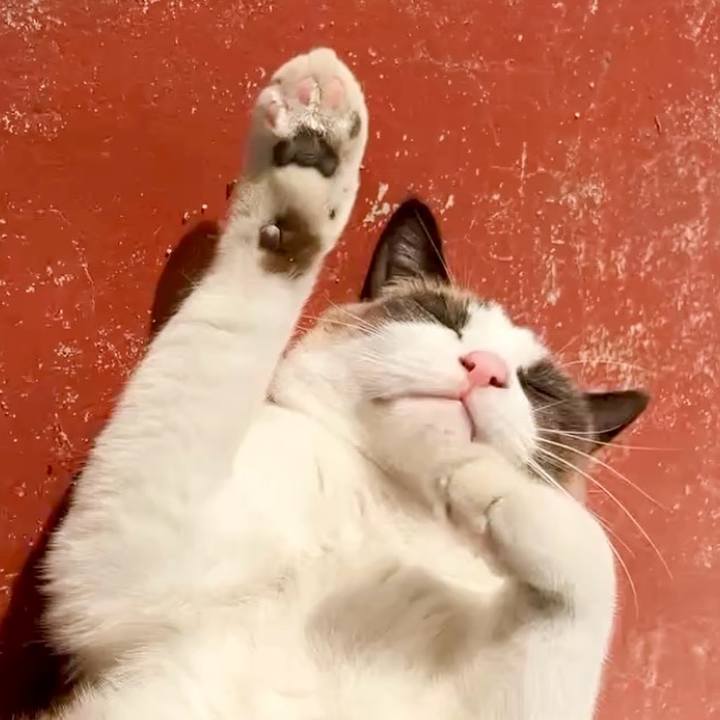 F392a22c 7183 4e63 82ba afa1faf56c38 1732503783517