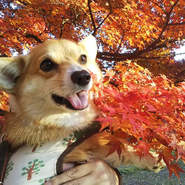 F3959e21 c66a 4b8b b33b 62760f4a7e6e 1543131242233