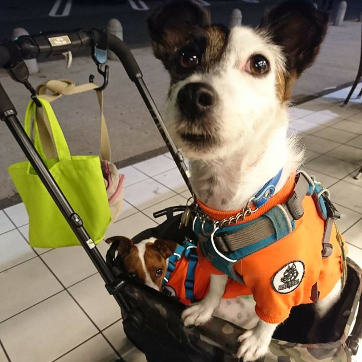 F3988694 99c0 418c 902b 5a7dd59ca896 1572177879139