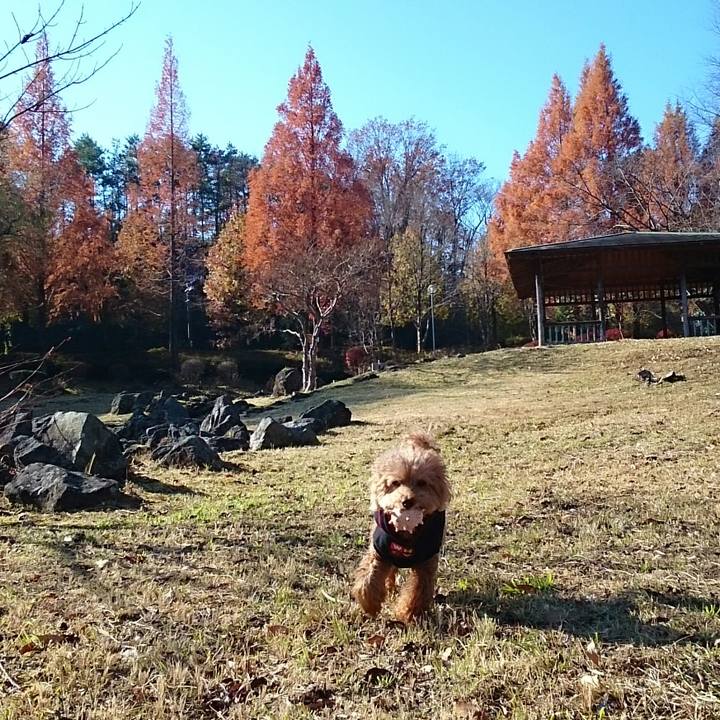 F39b0bc1 2b4f 430d ba9f c8575c1d9991 1511841281260