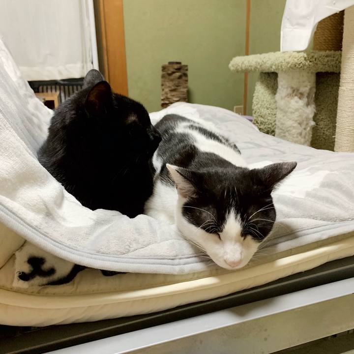 F3a0a9c5 91c0 4408 9ade 3834e7a7d4ee 1542770198533