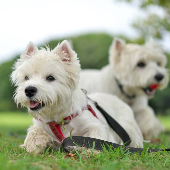 F3a6f1e4 42a1 432c b2a4 3beb372255aa 1535843117974