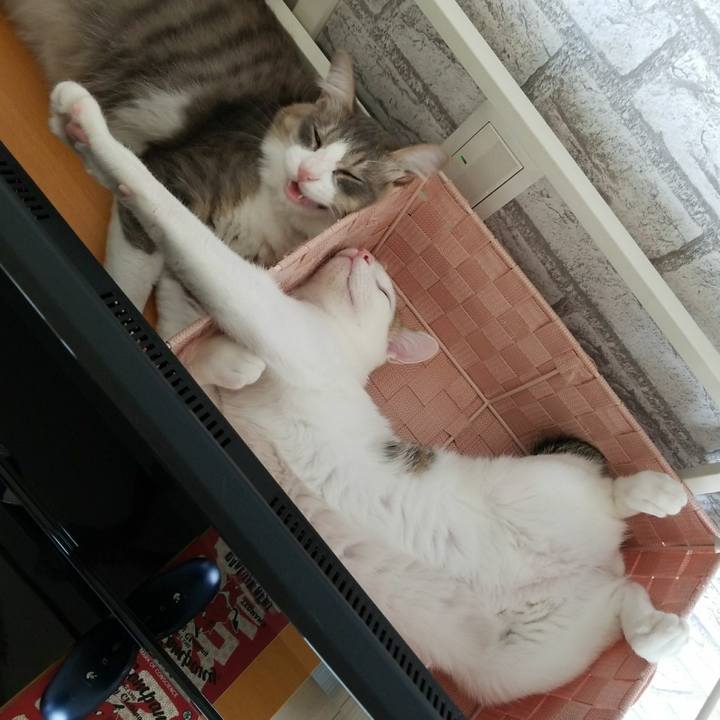 F3a9d12b dfe5 4794 a916 bc7c79122fee 1522729729011