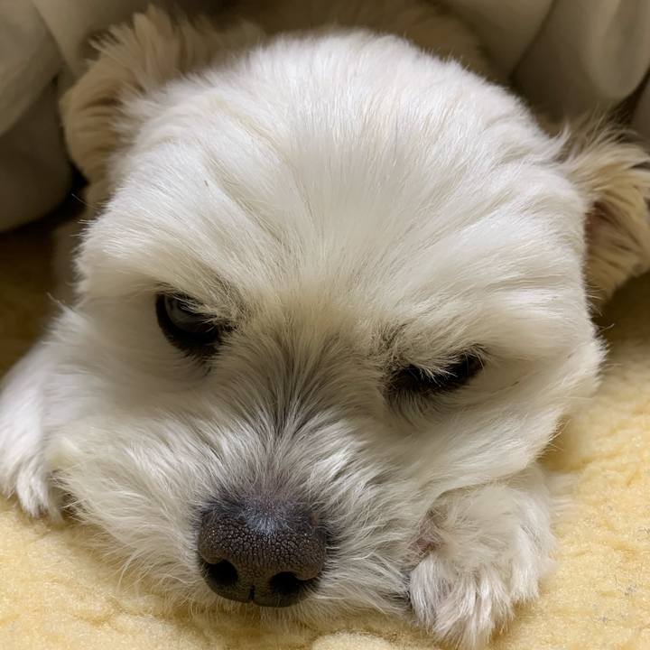 F3a9e618 0ea1 4a55 8a4a 4ea354e53134 1585266810571