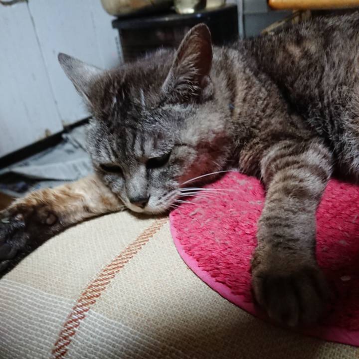 F3ab52b8 84af 4258 bac9 56e5208bfbd6 1564741184335