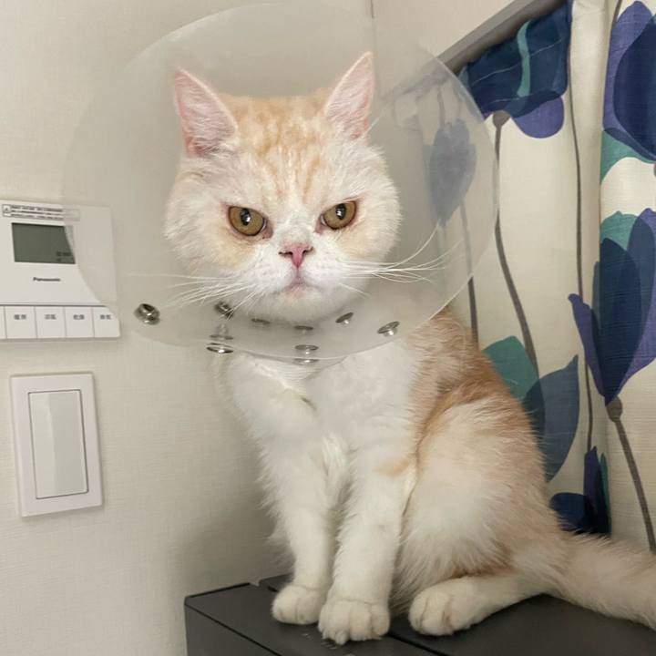 F3b1f35a f628 4b91 a98d b5f3317ae8d4 1758838426777