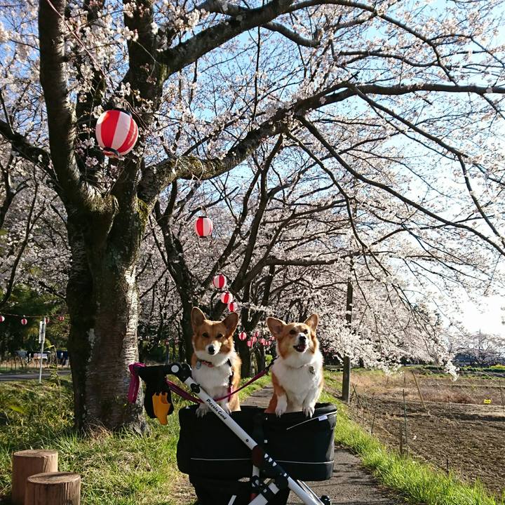 F3bb136d 8c6e 4f4b afbd 591bfe3f0392 1554371674417