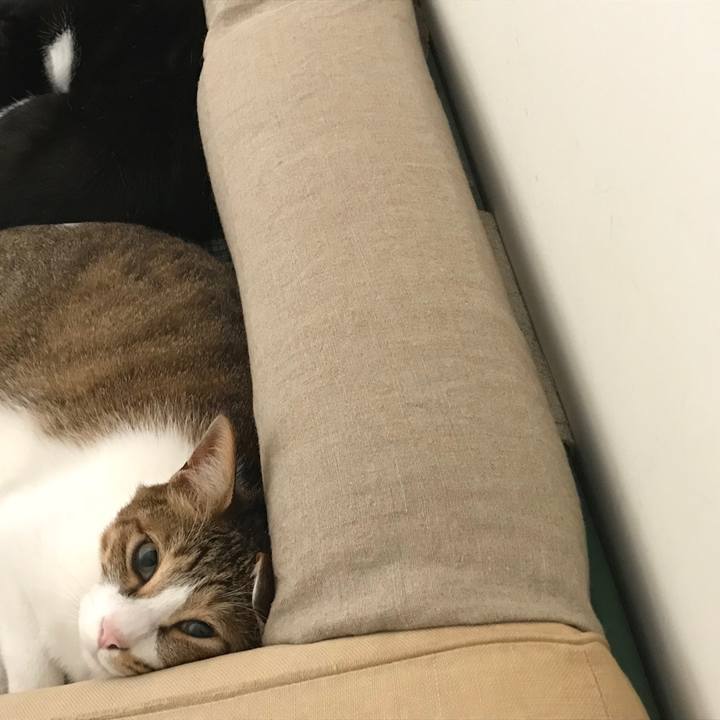 F3bd32ed 8d11 4884 9d22 59f9f57d528e 1531892945580