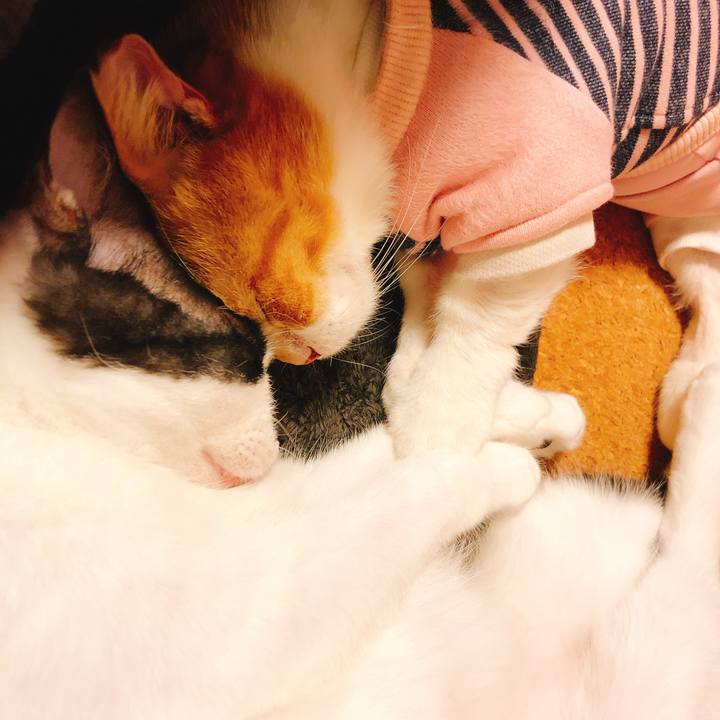 F3be4e8f a19a 4070 b8ab 218278cea617 1544959845082