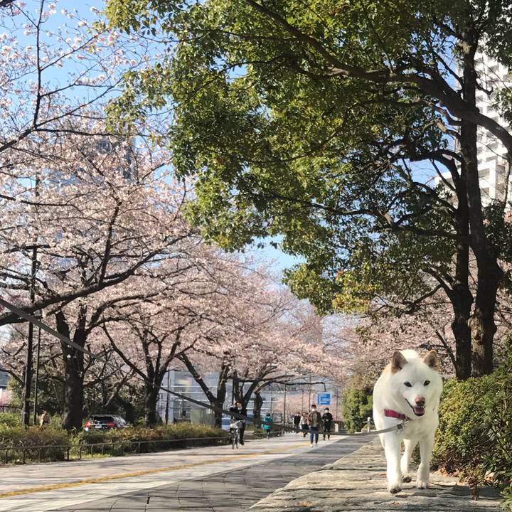 F3be6044 aef4 4a86 a5e0 4d98d2d3c1d3 1521953867616