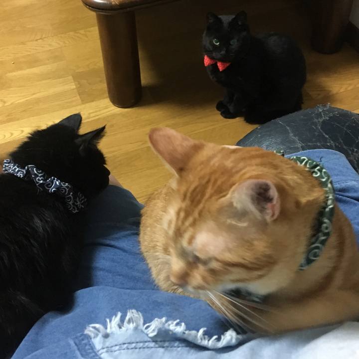 F3bff111 4f7a 4ab5 8fc5 15839d8f5ab2 1537619354010