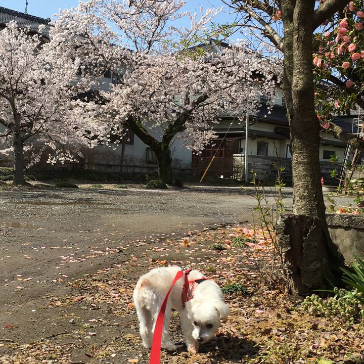 F3bff250 d5f3 4b1b 9aaf c1c10f5f4100 1585803182503