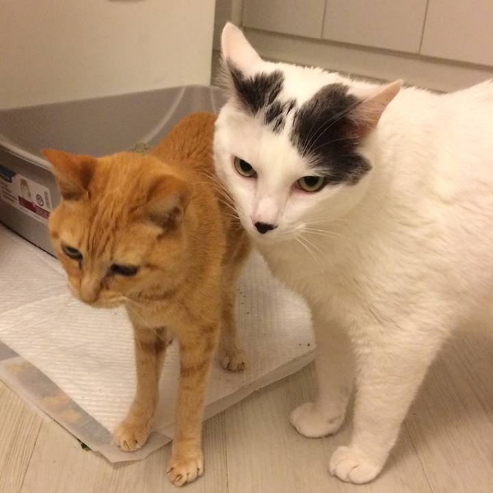 F3cbde9a ab45 4412 841e 9dbe96568ce9 1537740578801