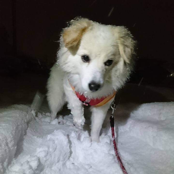 F3cc65df 85c2 4350 8132 de46969f3e00 1516939736301