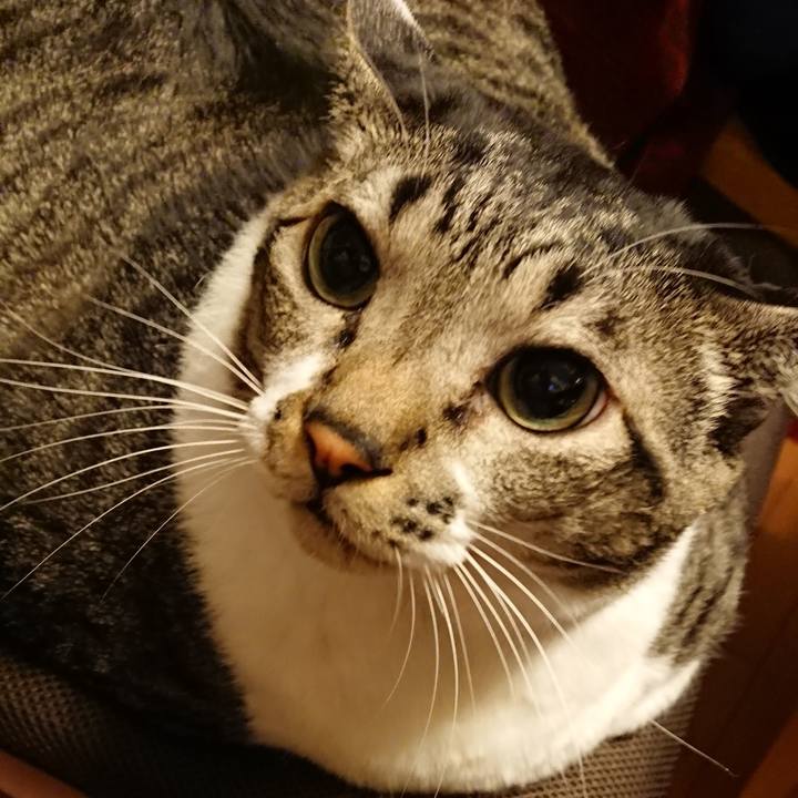 F3cd548f 2c24 4aff aa95 a8af39104843 1541197560366