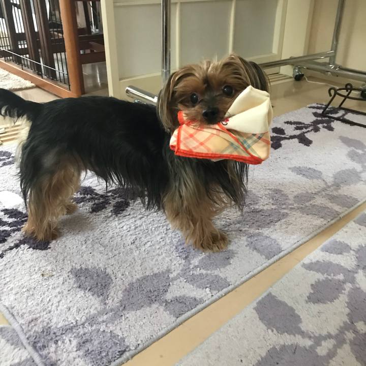 F3cdab2a cbd7 4b52 86c5 0f7af4e49e0f 1526287169452