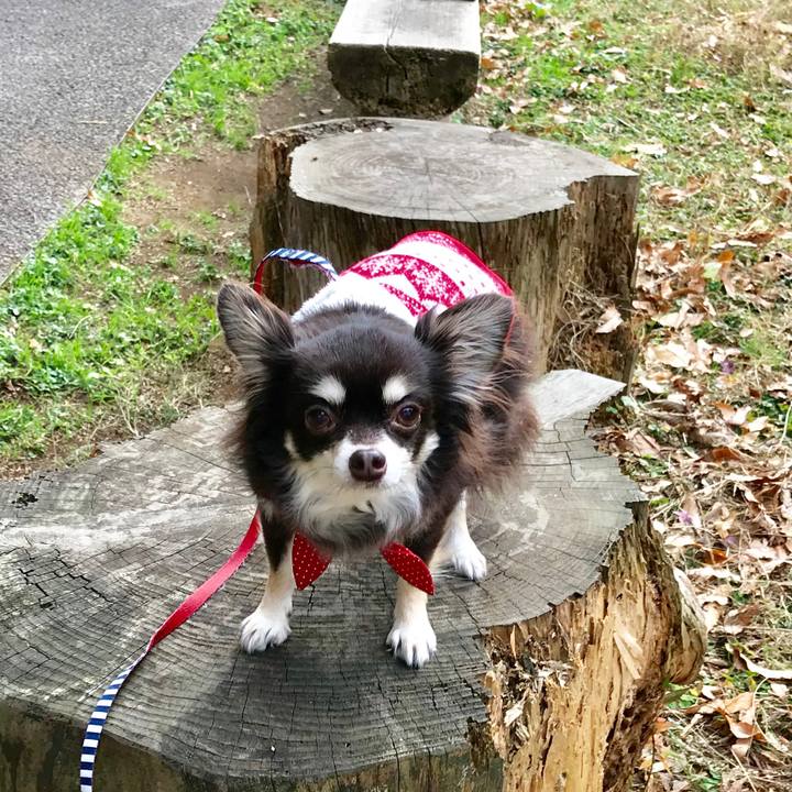 F3cde1a8 fa40 428a 877d 66d071bb5e10 1543820441916