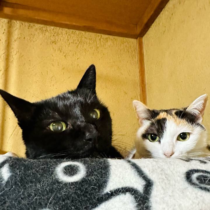 F3ce7ce0 d746 4066 8e33 e94621521d5e 1679534183532