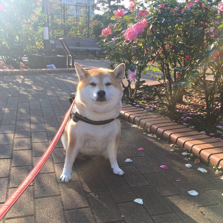 F3d4d97a 00b6 48ae bf69 9312f8718c31 1603928229319