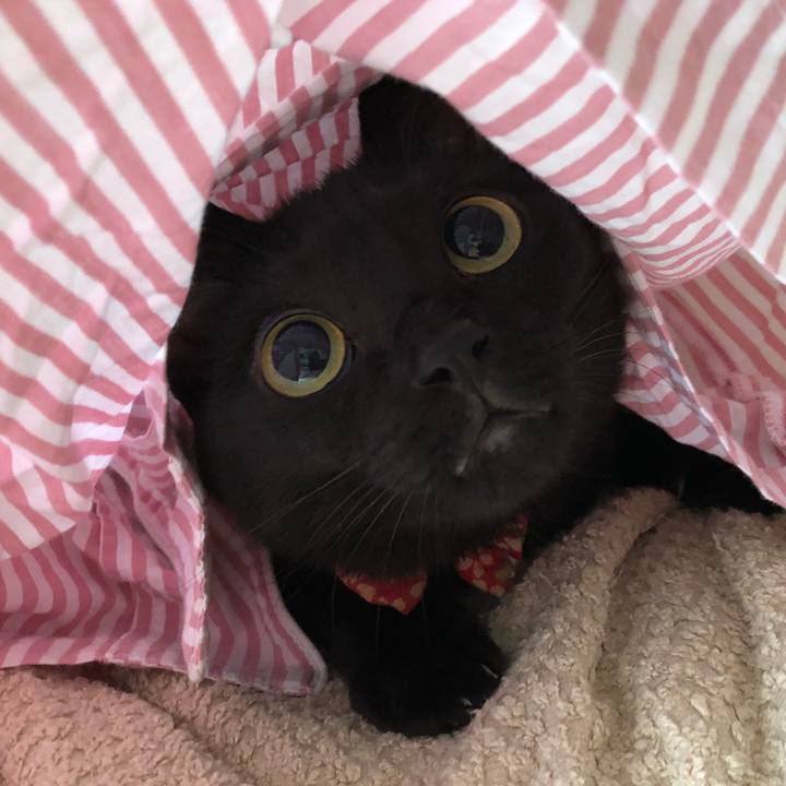 F3d8dd03 78b7 4bc8 9d6c 5a0ebb22a57d 1526856290033