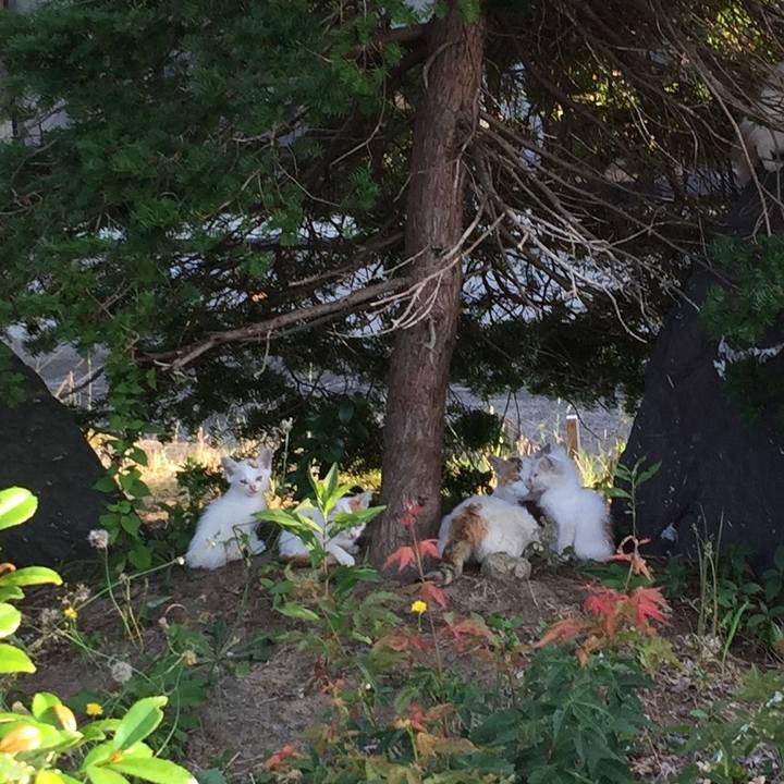 F3e1ad5d c4f1 4471 a155 4b91bc703322 1532387915148