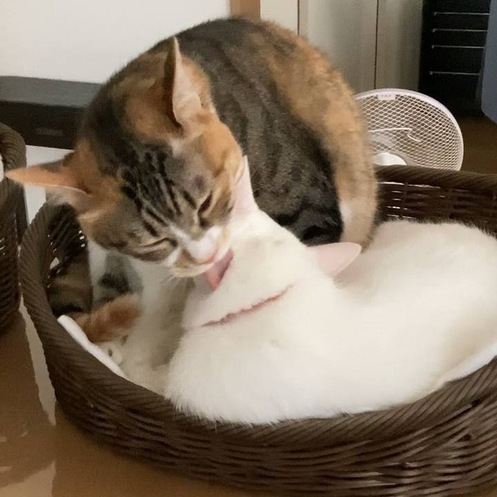 F3e268c3 ab72 49d8 8ae6 65621848cef6 1752065305213