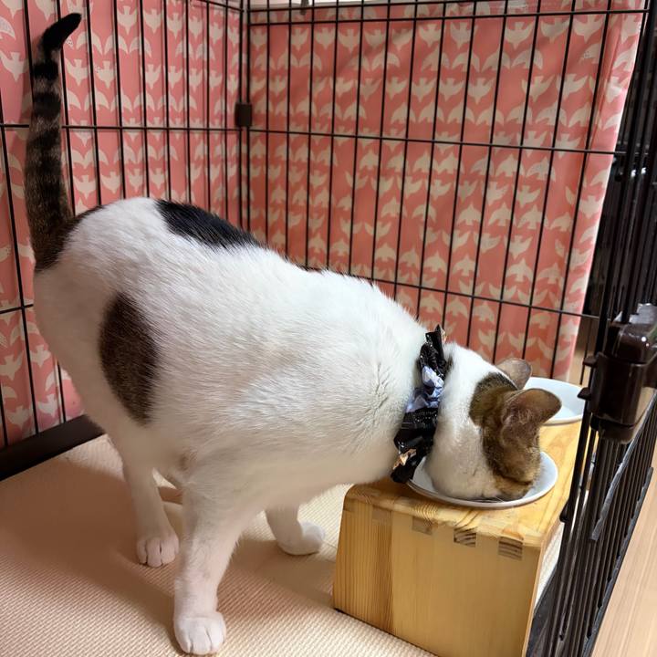 F3ecf9f3 ac26 48b9 9f1a 7ab524bbee60 1770760421444