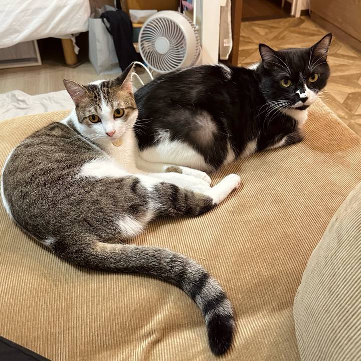 F3f296ea 4e27 4dcf 8a88 9f173f70ea2a 1759835835023