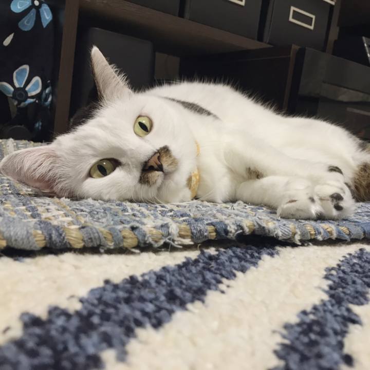 F3f4cd5f a75d 4346 a0b5 63fe6bfa2871 1538534929363