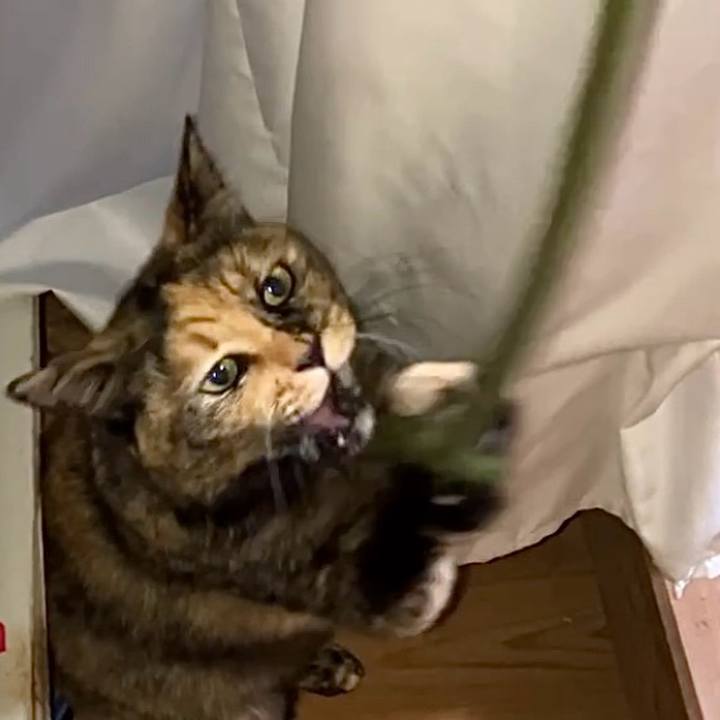 F3f81495 d322 415e 8165 c019b3ca0813 1735761618506