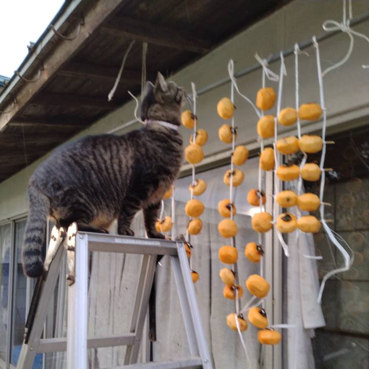 F3f87fbe f87f 43f7 8205 d9ee21d5c2d0 1667116237491