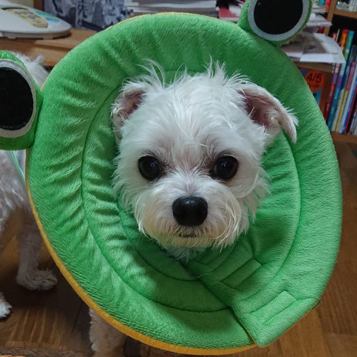 F3f99d34 e4ac 43d9 a572 6f2b48fc4ec1 1592535274511