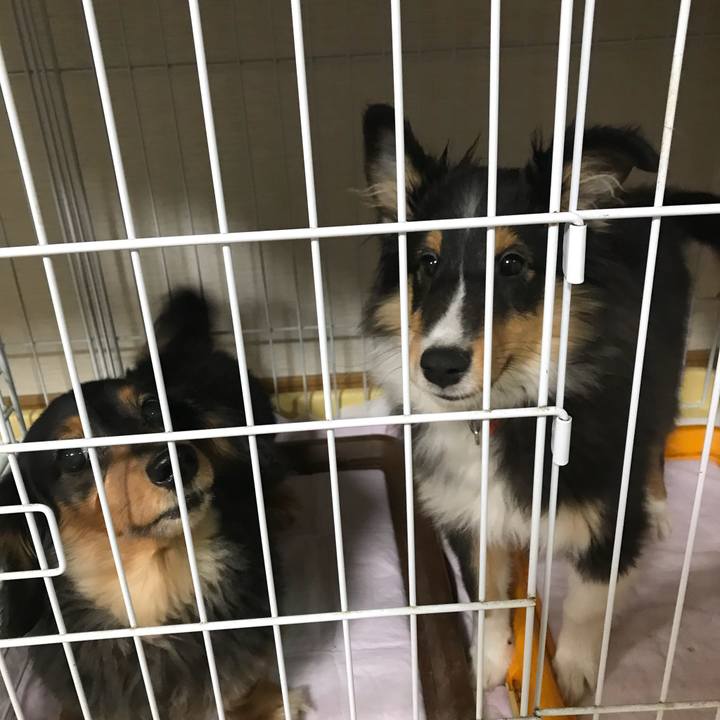 F3fc20bc dd73 4b61 8780 3e5544d08671 1513547669497