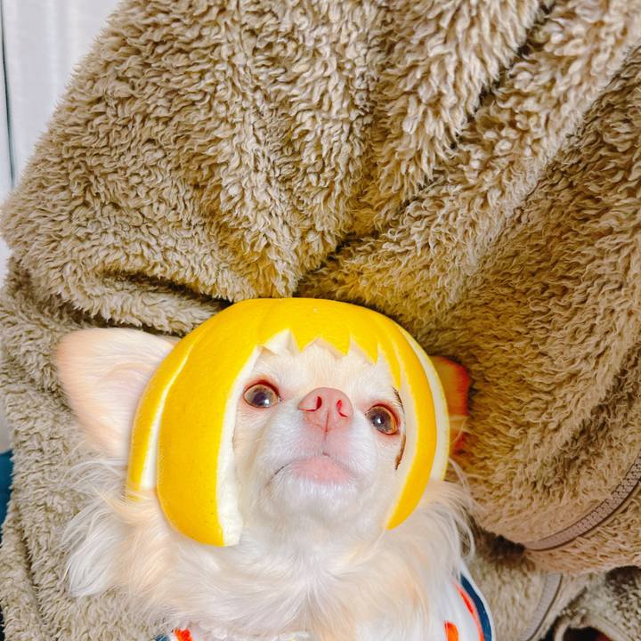 F3fc7483 0935 423c 8f0f dc79cf7c6ba2 1647951338479