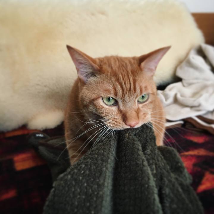 F3fcbbad ccd1 4c7b 8ea0 8c295cae7b99 1603790872096