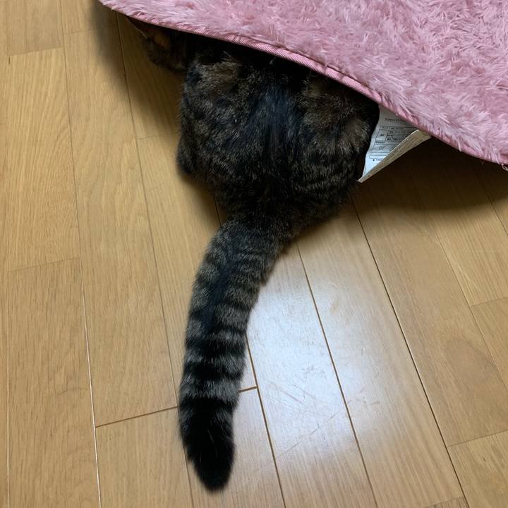 F3fe9cd0 d654 4176 b3bf 4eaf0be232a9 1544231998881