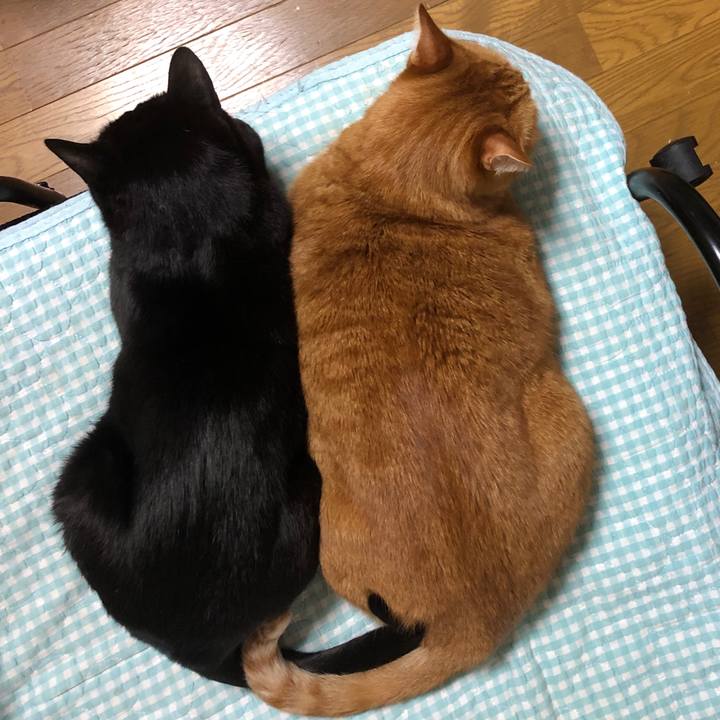 F403dd1f 4954 44a6 80a3 db47ce9ea227 1736333416819