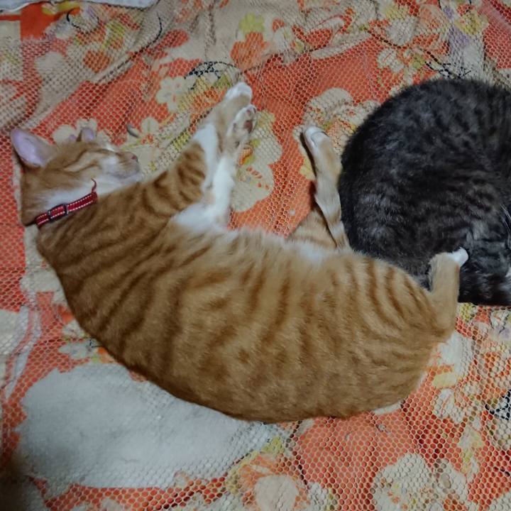 F405ba62 cd08 4485 a380 6f44a3494744 1570283295523