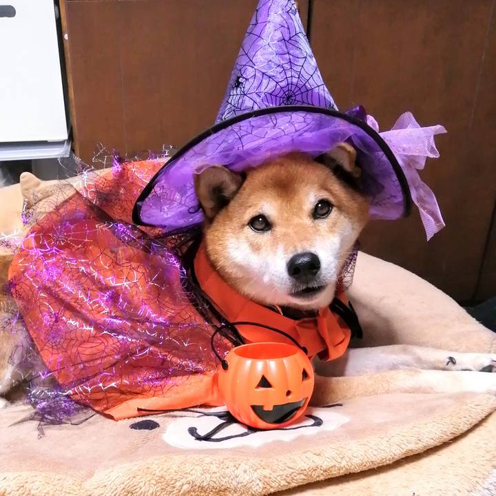 F40ab219 b5a8 4747 a18d 88e1bce857f0 1602141247573