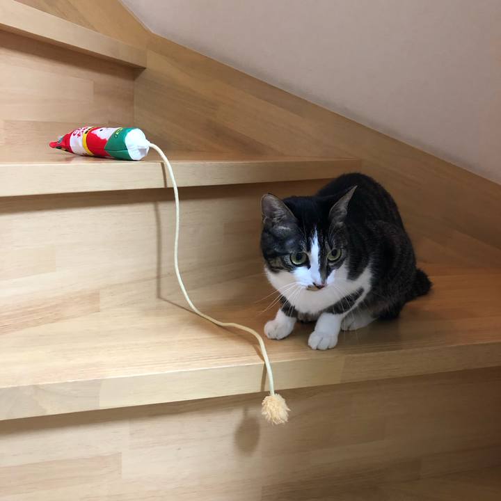 F40bbd7e b130 47a9 b40c 59431e8df364 1550236333868