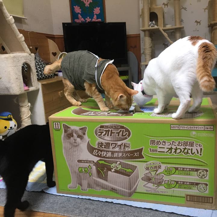 F40cd856 de0f 4577 aaa1 cd83fe007454 1534420372298