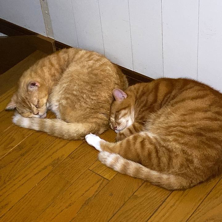 F40f4ec6 ef3a 4792 aa62 d67b45e1415a 1660412089370