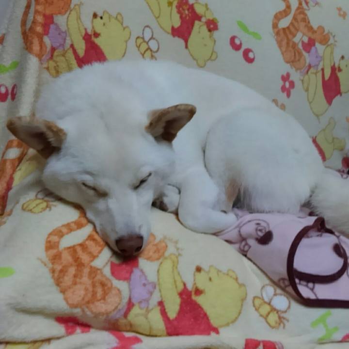 F40fdf6c 12e0 4d41 b005 022722e97491 1511779382082