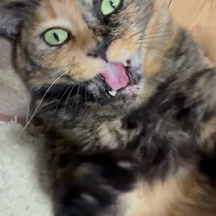 F412f6ed 8d01 4b3e 9836 883b20277242 1754224176853