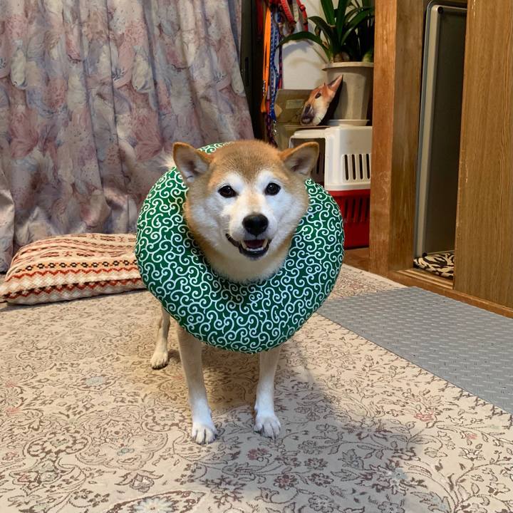 F4130fe9 52fa 4a50 8ebc 2bb9712dff91 1634036882637